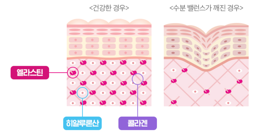 엘라콜라겐, 포신엘라스틴(논문분석) 7