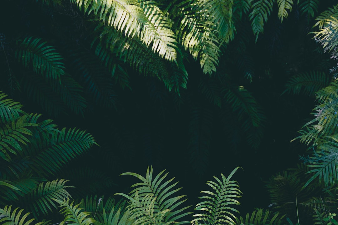 Plant.