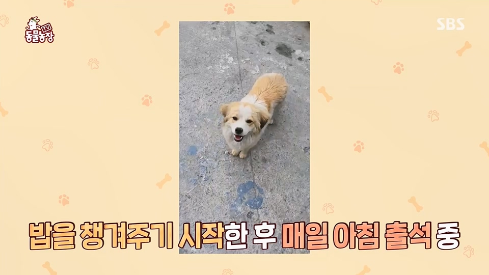 TV 동물농장.E1124.230611p.H264-F1RST.mp4_20230611_173531.814.jpg