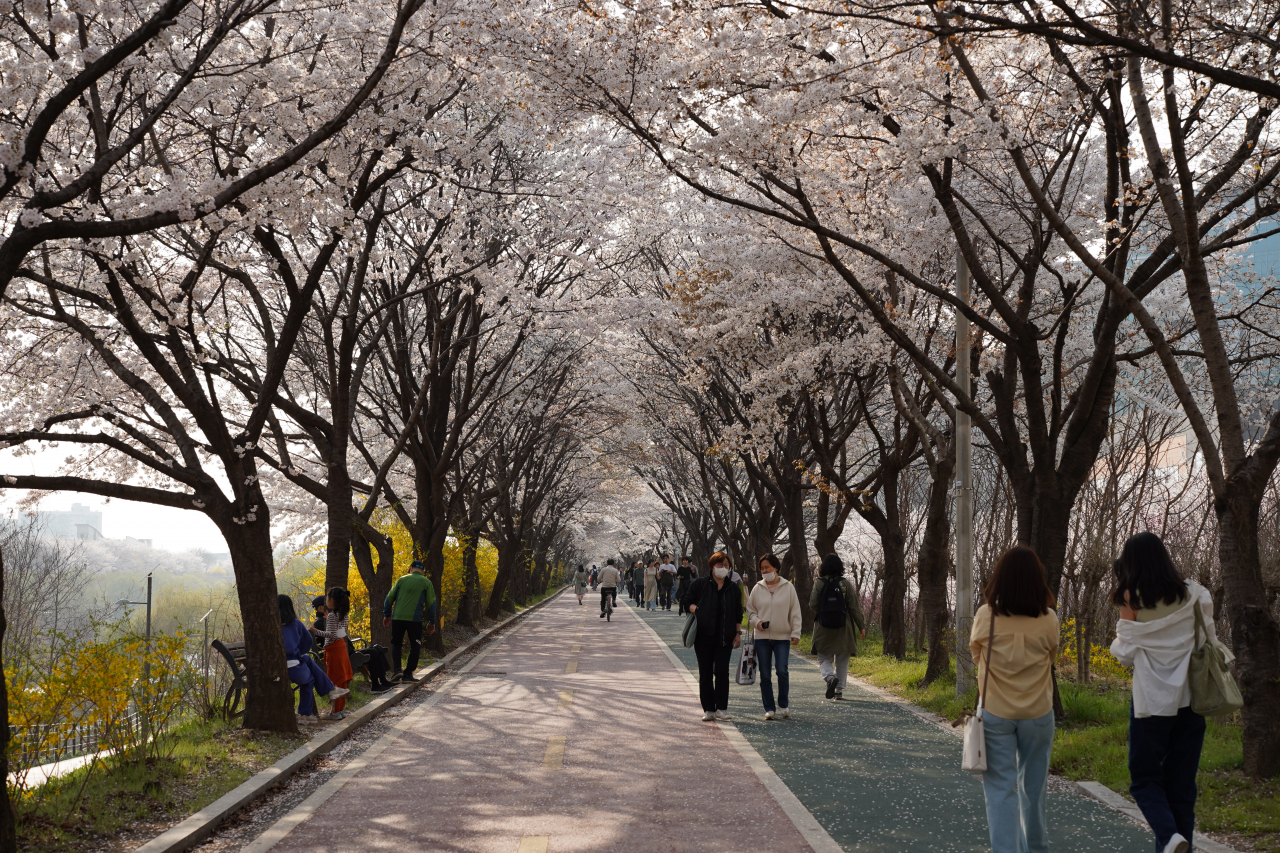 송파길 성내천 벚꽃 명소
