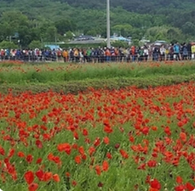 경상도 꽃축제