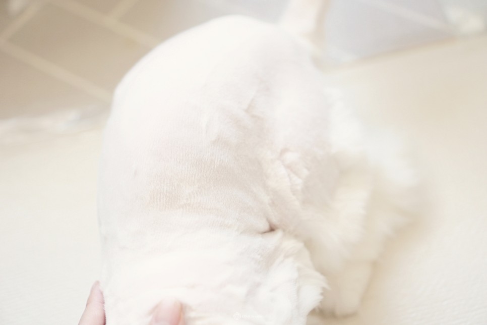장모 고양이 고양이 바리깡 NX3000 멀티프로