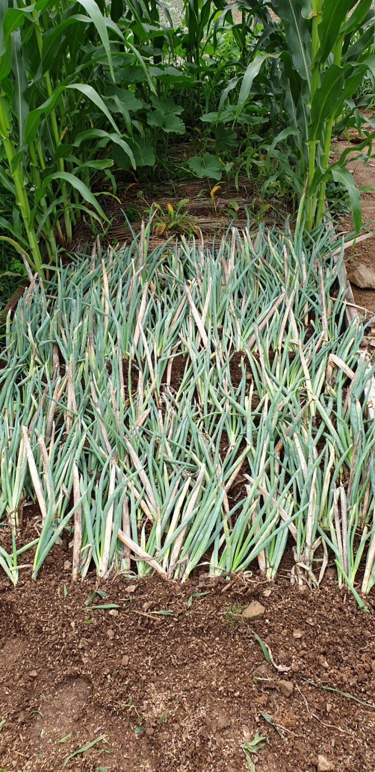 고추 ...모두싹 살포 물에 잠긴 16