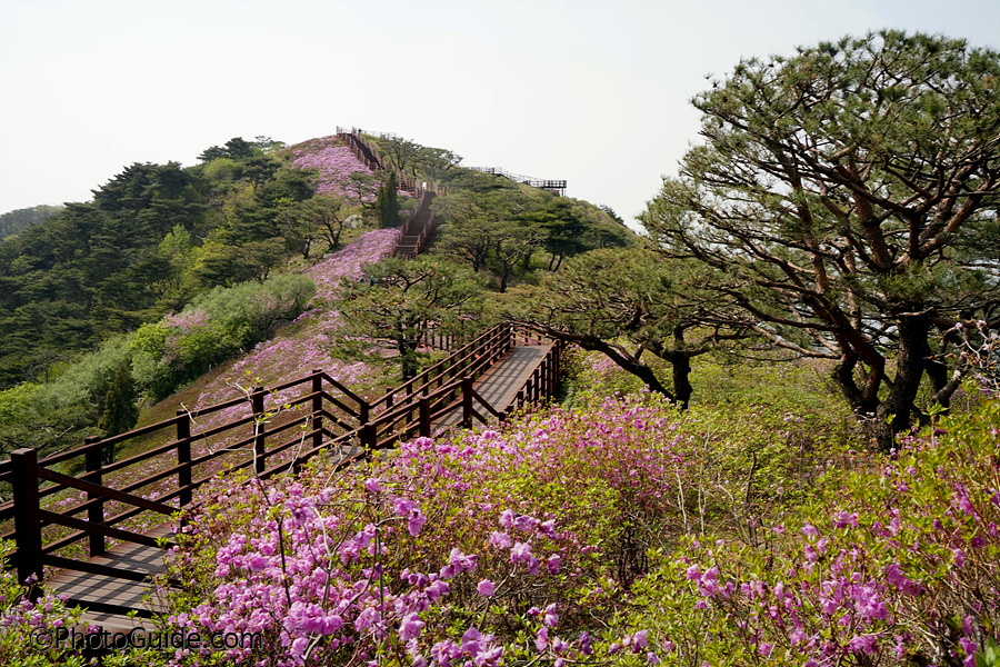 진달래축제-고려산