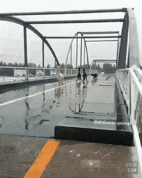  빙판길 4륜, 전륜, 후륜 비교.gif