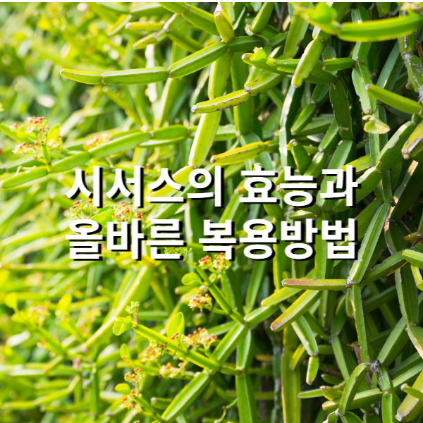  시서스의 놀라운 효능과 올바른 복용 방법