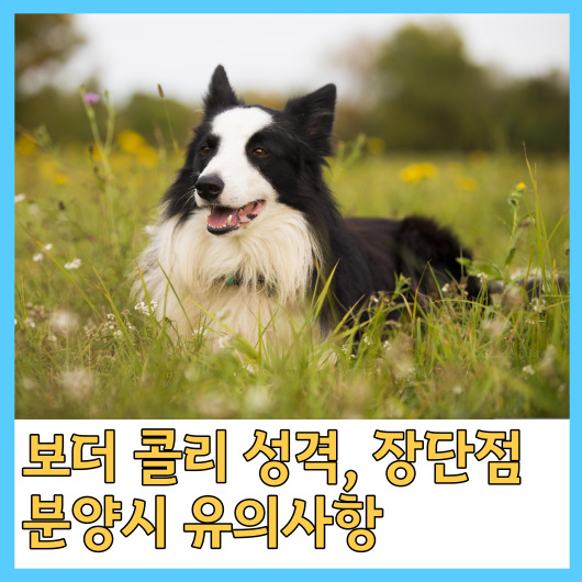 보더 콜리 성격&#44; 장단점&#44; 분양시 유의사항