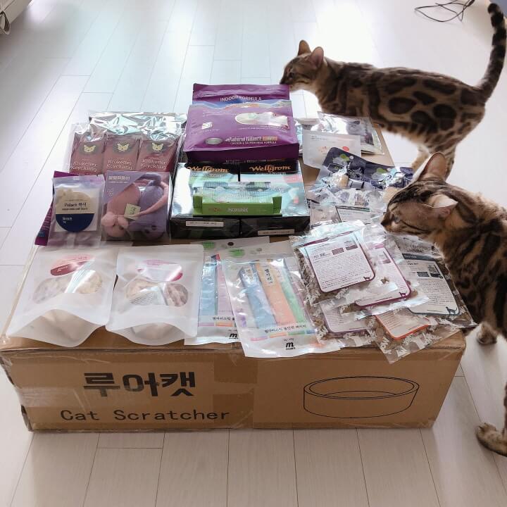 궁디팡팡-캣페스타-사냥