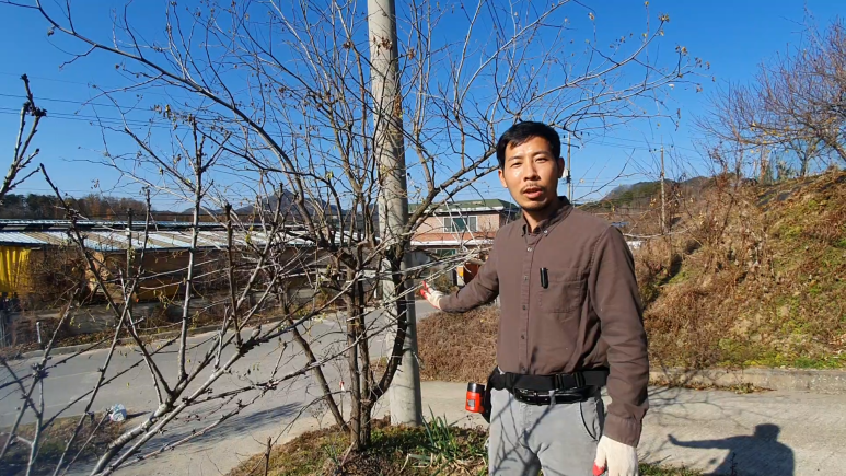 전지 전정방법 (영상까지) 사과 대추나무 7