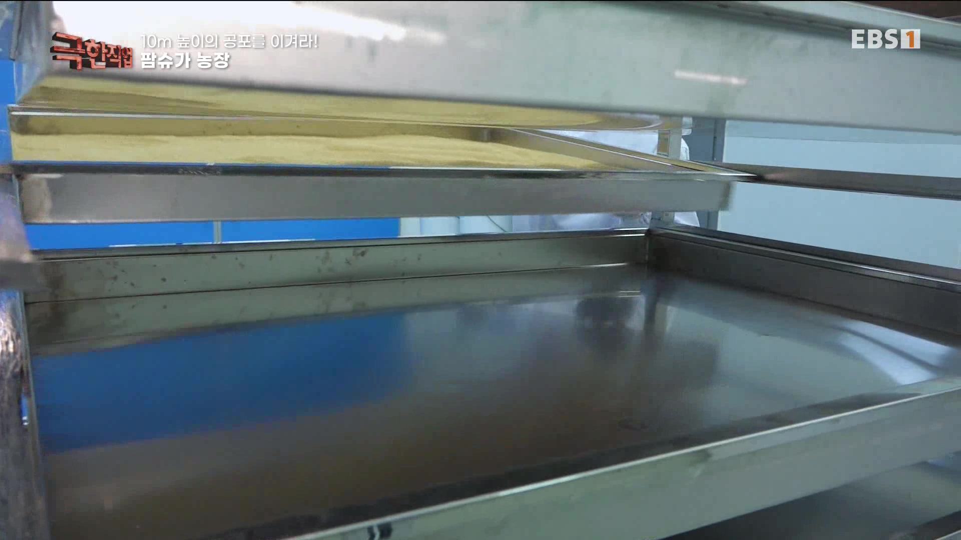 [극한 직업] 캄보디아 팜슈가 농장 230624.mp4_20230701_185227.665.jpg