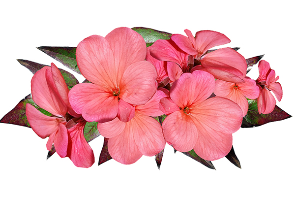 고양이 아로마로 "제라늄(Geranium) 오일" 추천 및 사용법