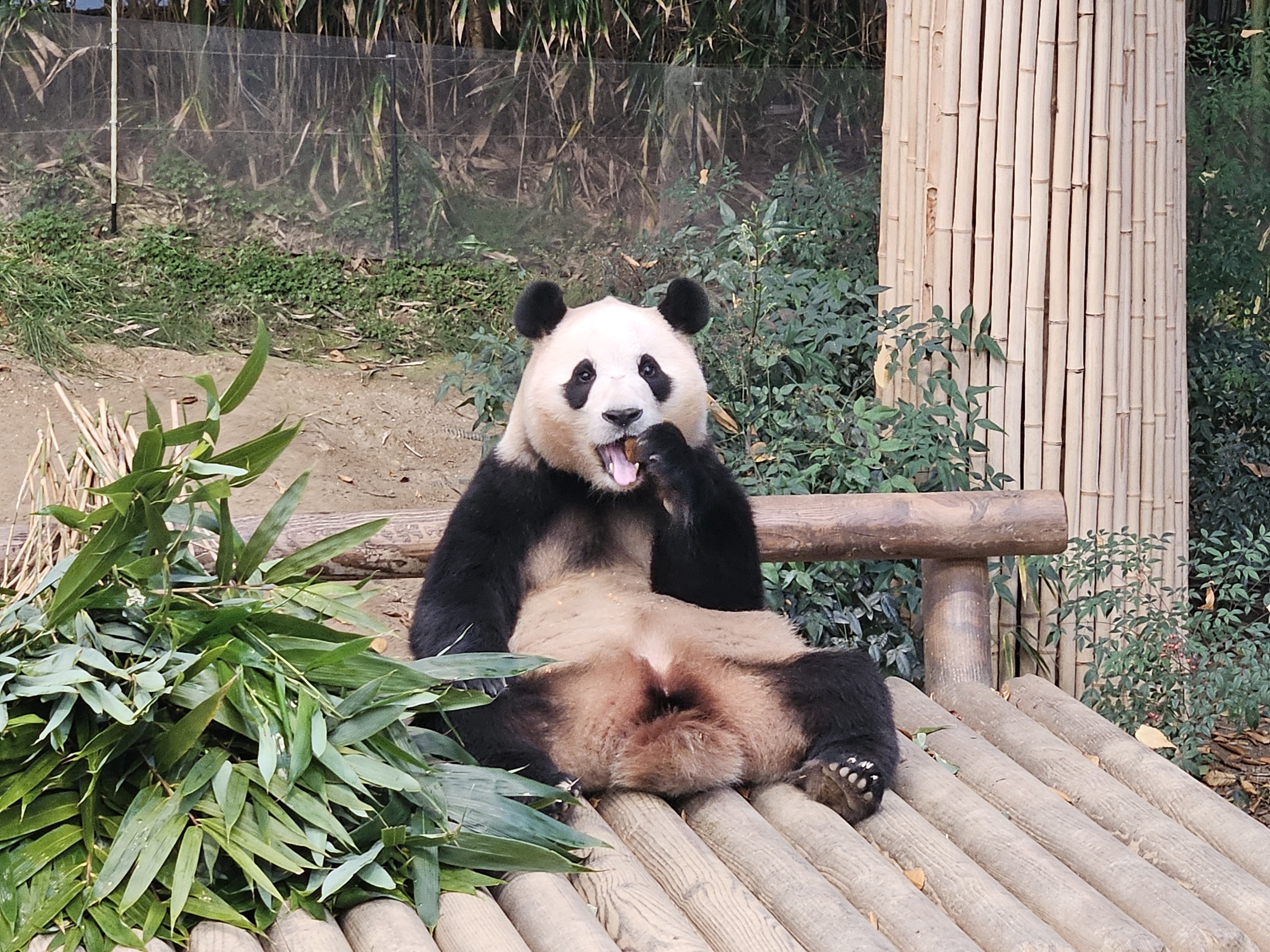  에버랜드 판다월드(PANDA WORLD) 방문팁  & 푸바오 굿즈 대신 판다블록 구입