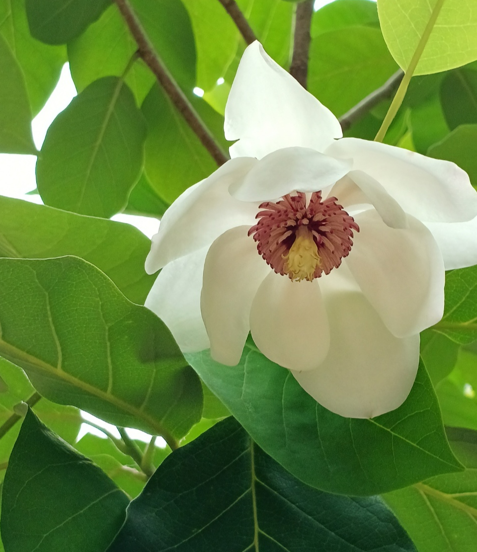 깊은 계곡 물가에 핀 함박꽃! 지리산에도 설악산에도 물소리 좋은 곳이면 함박 웃으며 기다리고 있다!