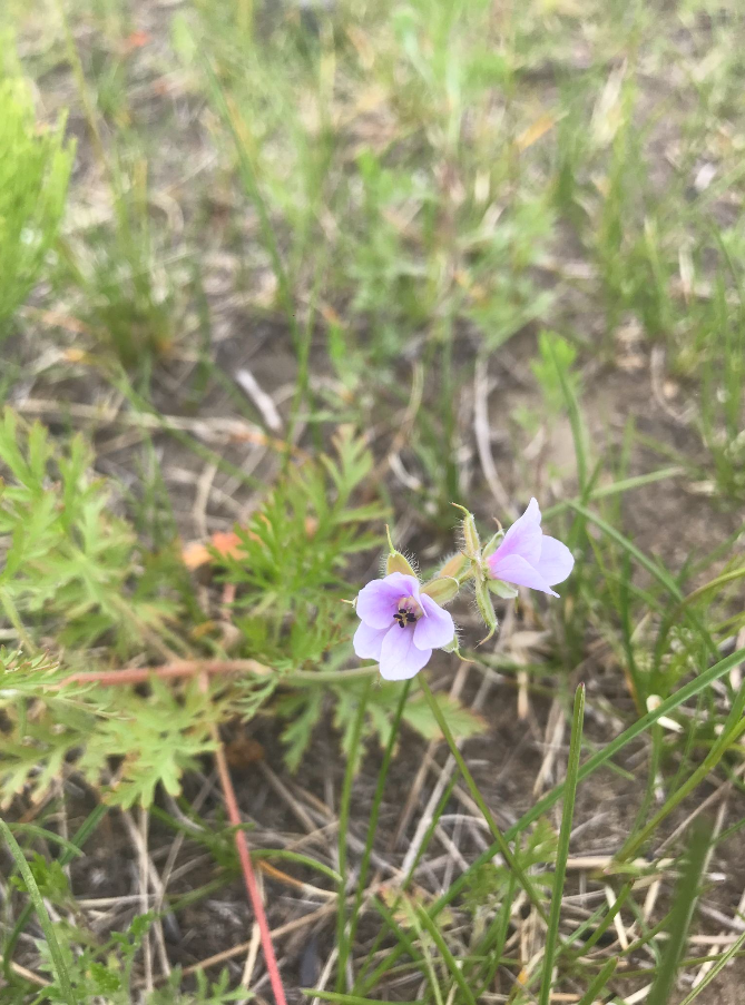 Erodium stephanianum 3