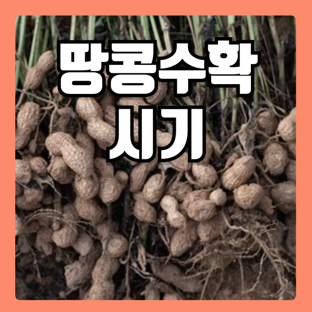 땅콩수확시기 땅콩효능