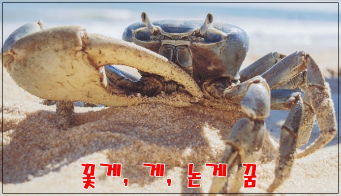  [무료꿈해몽]조개, 꽃게 꿈해몽 - 빛나는조개,꽃게가무는꿈,조개먹는꿈,꽃게먹는꿈,꽃게태몽,조개태몽,복권꿈,취직꿈,합격꿈,투자 등