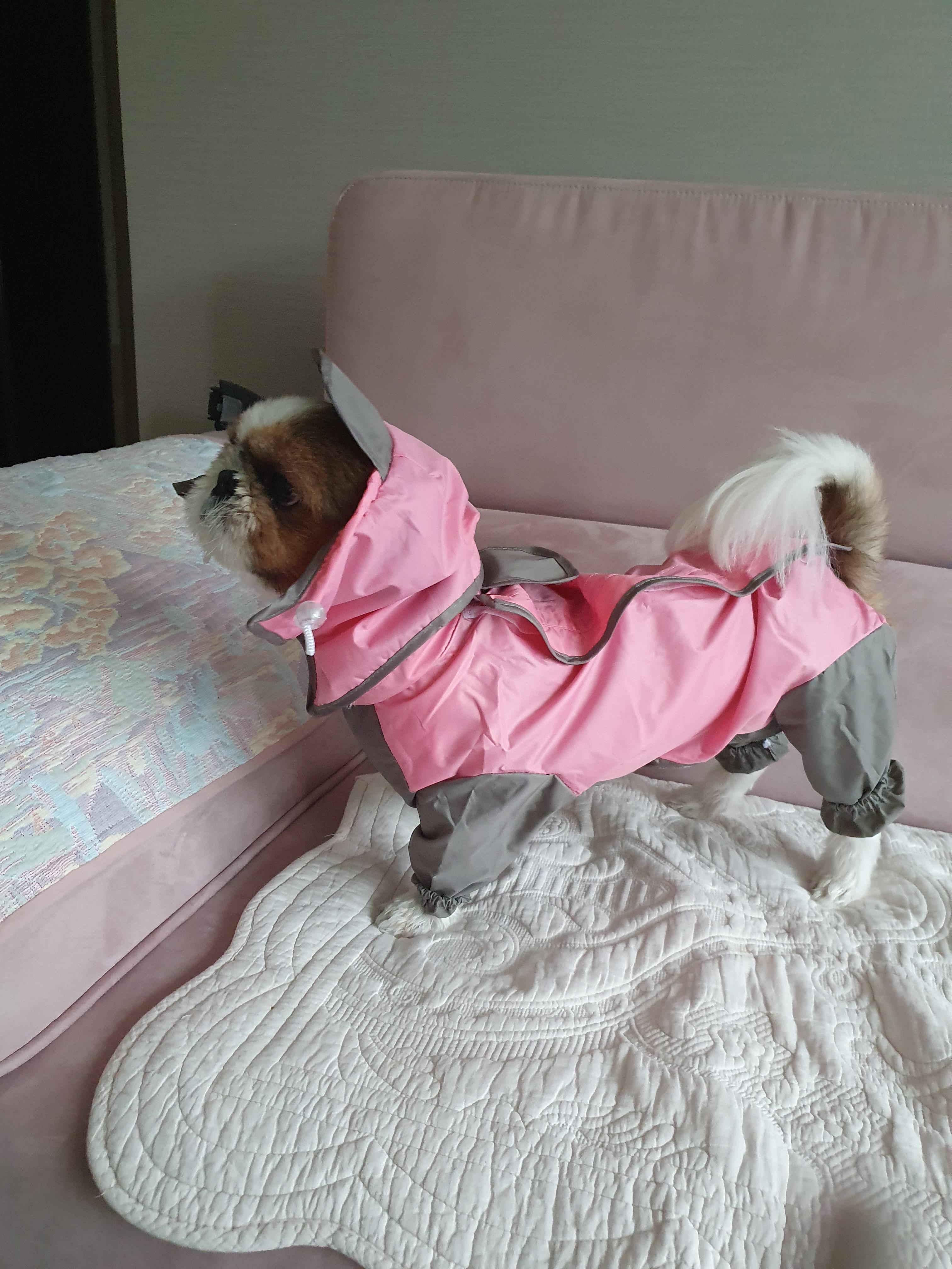  비오는 날, 강아지 우비 입혀서 산책 가자!