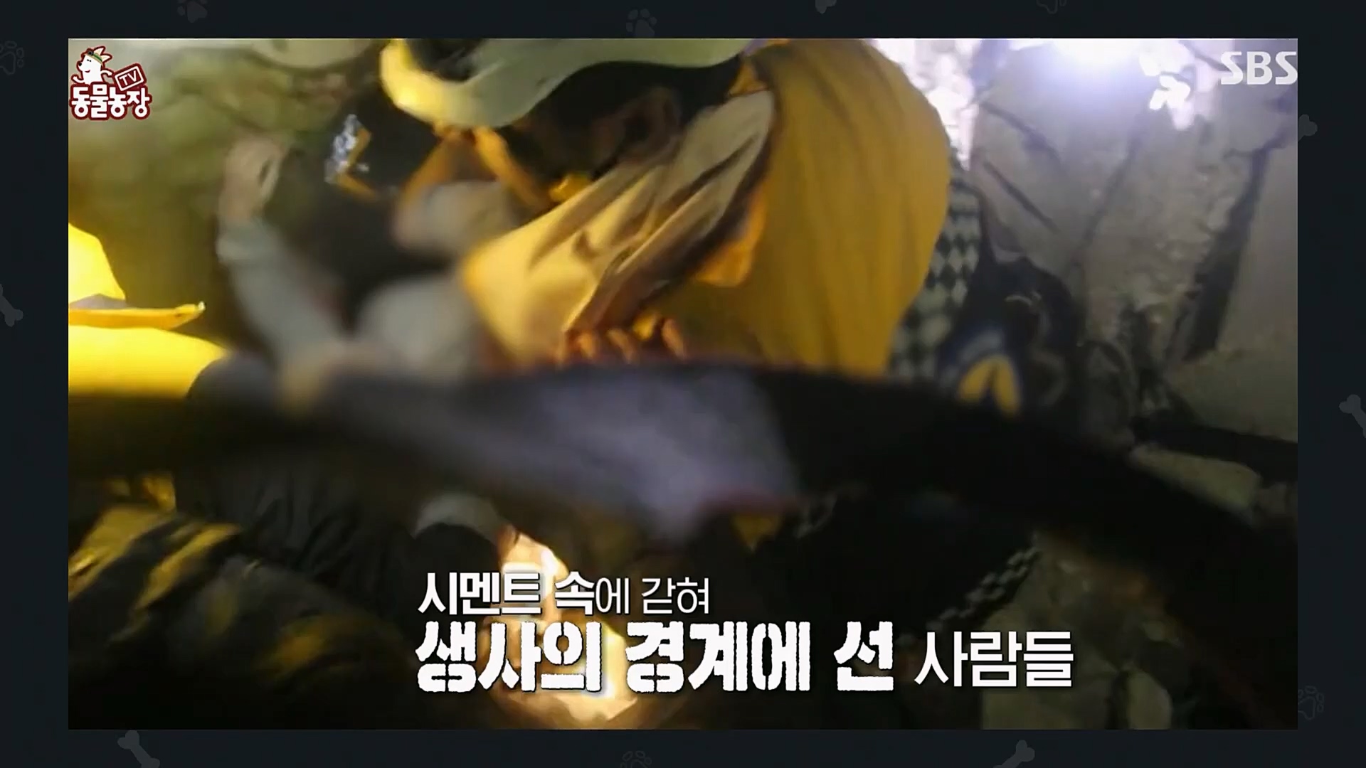 TV 동물농장.E1109.230226p.H264-F1RST.mp4_20230226_161908.489.jpg
