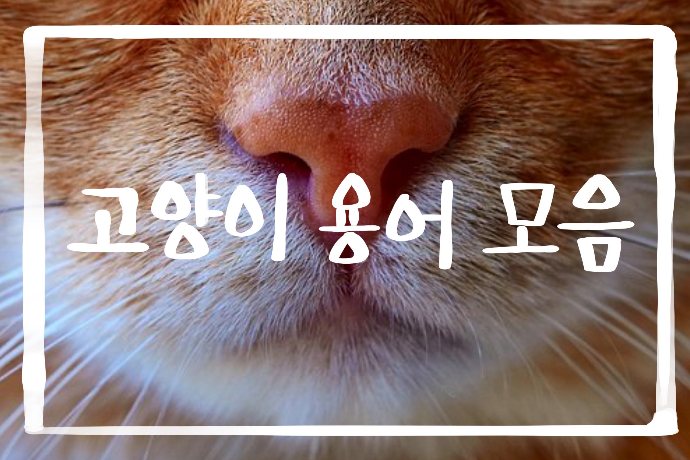  고양이 용어,은어 정리