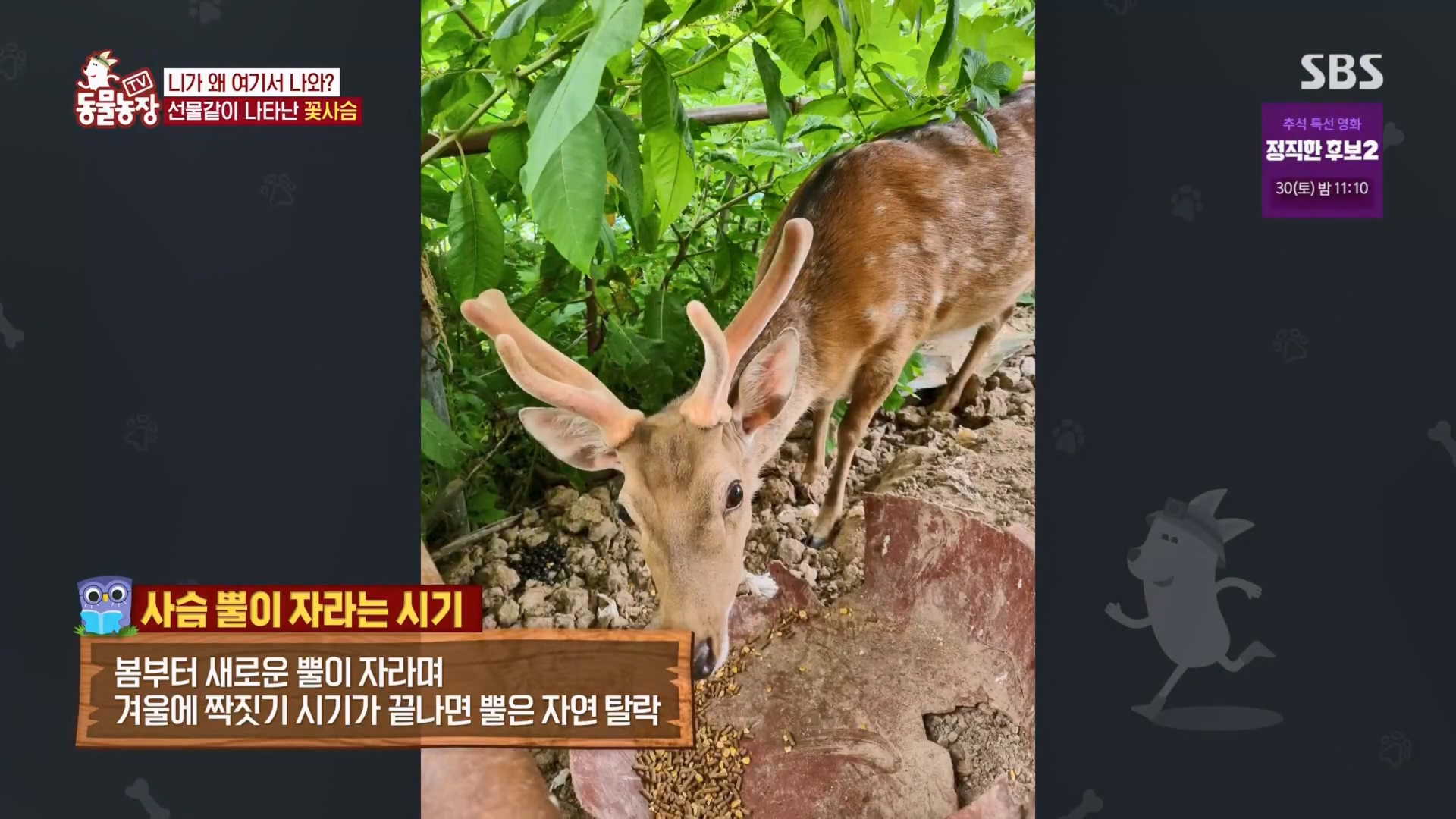 TV 동물농장.E1139.230924p.H264-F1RST.mp4_20230924_171713.087.jpg