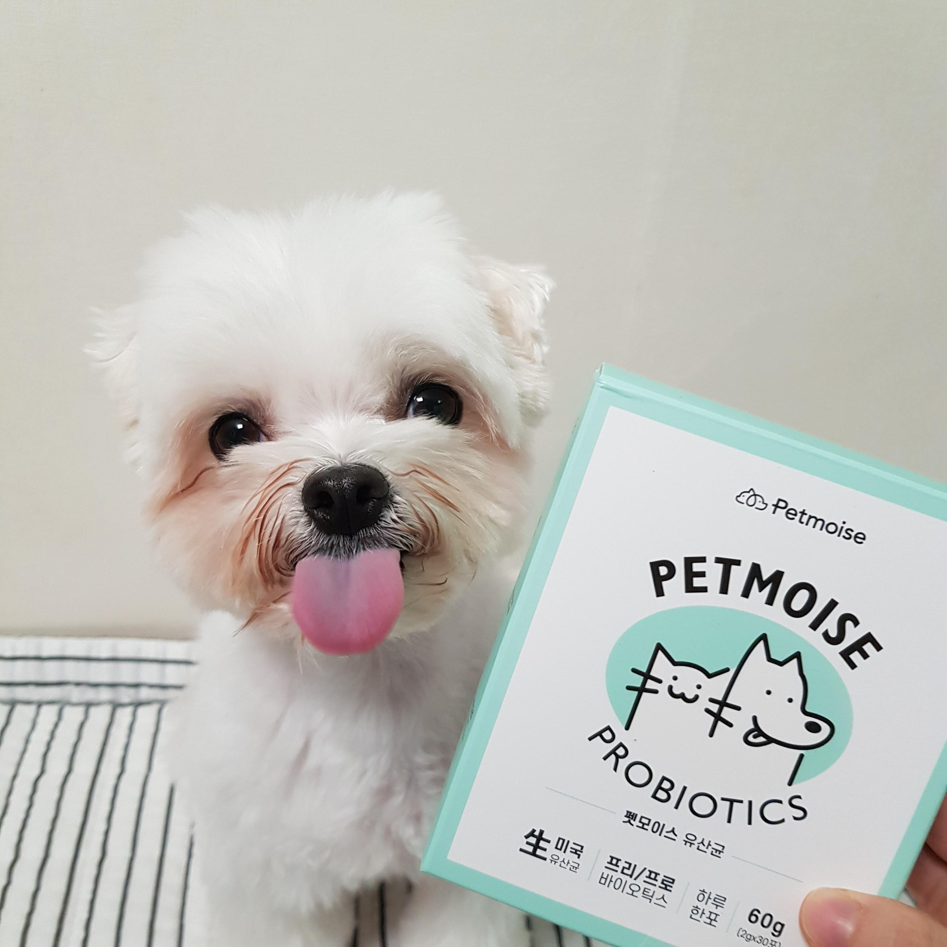  강아지 고양이 유산균 펫모이스 | 장이 예민한 우리 아이 황금똥을 위해