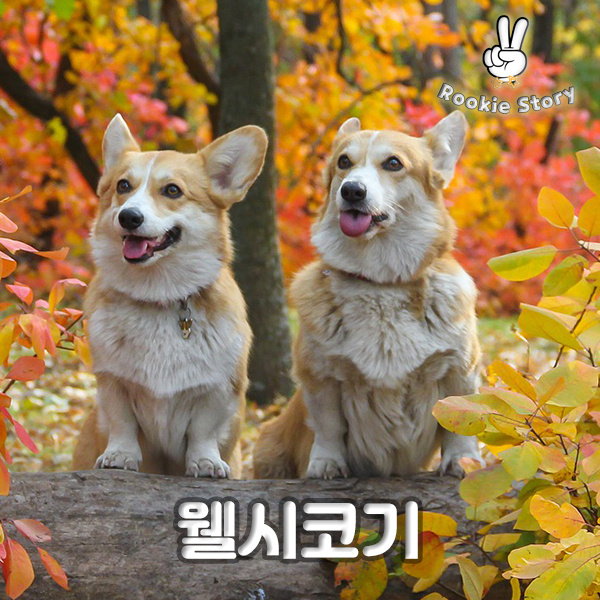  강아지 품종 그룹 견종 분류_ 사역견, 워킹도그, 썰매견, #웰시코기