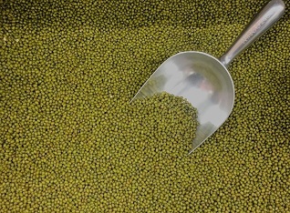 녹두