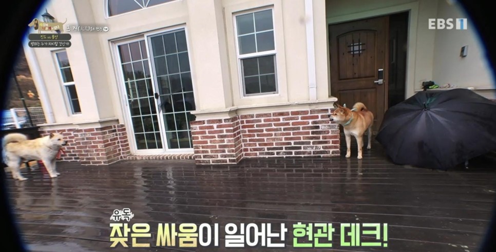 풍산개의치열한 혈투와 전쟁 - EBS 세상에 나쁜 개는 5