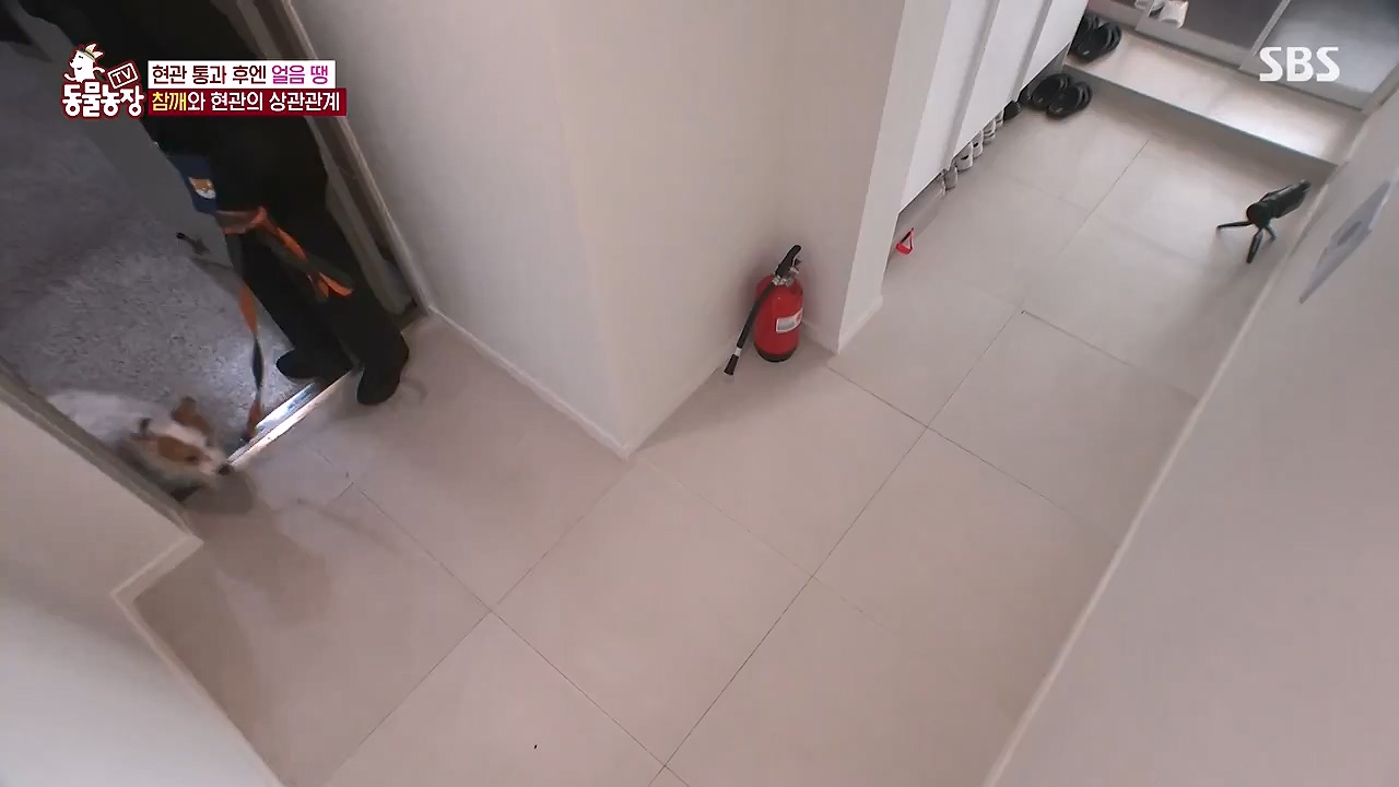 TV 동물농장.E1177.240624p-NEXT.mp4_20240623_163757.063.jpg