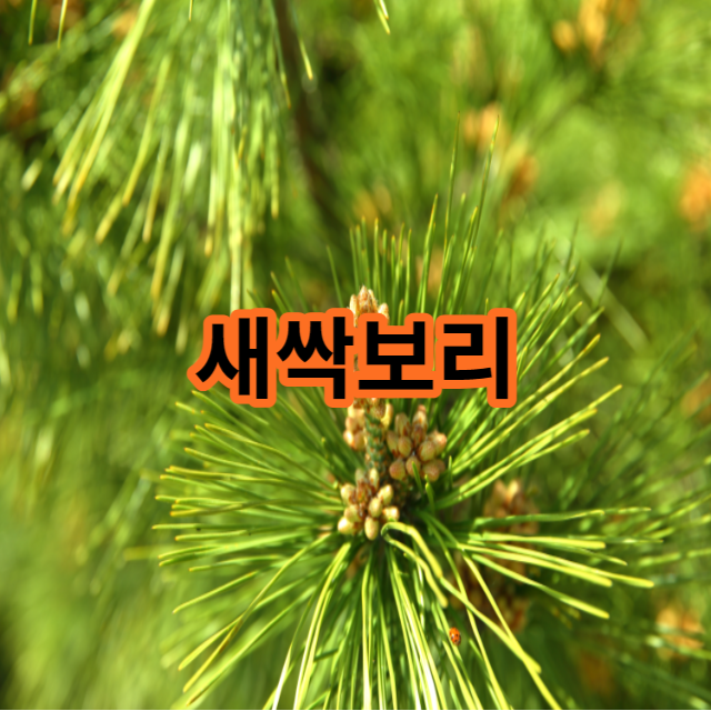  새싹보리 효능 부작용 새싹보리 분말 먹는법