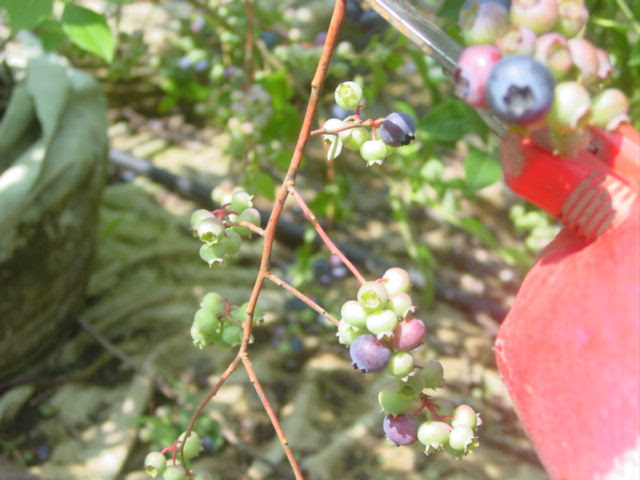 블루베리 열매 처진 가지 처리