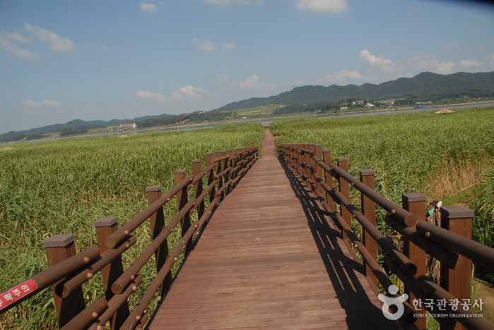 충남 서천의 가을 명소, 신성리 갈대밭