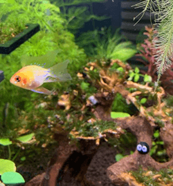 노란색-동그란-물고기가-헤엄치는-모습