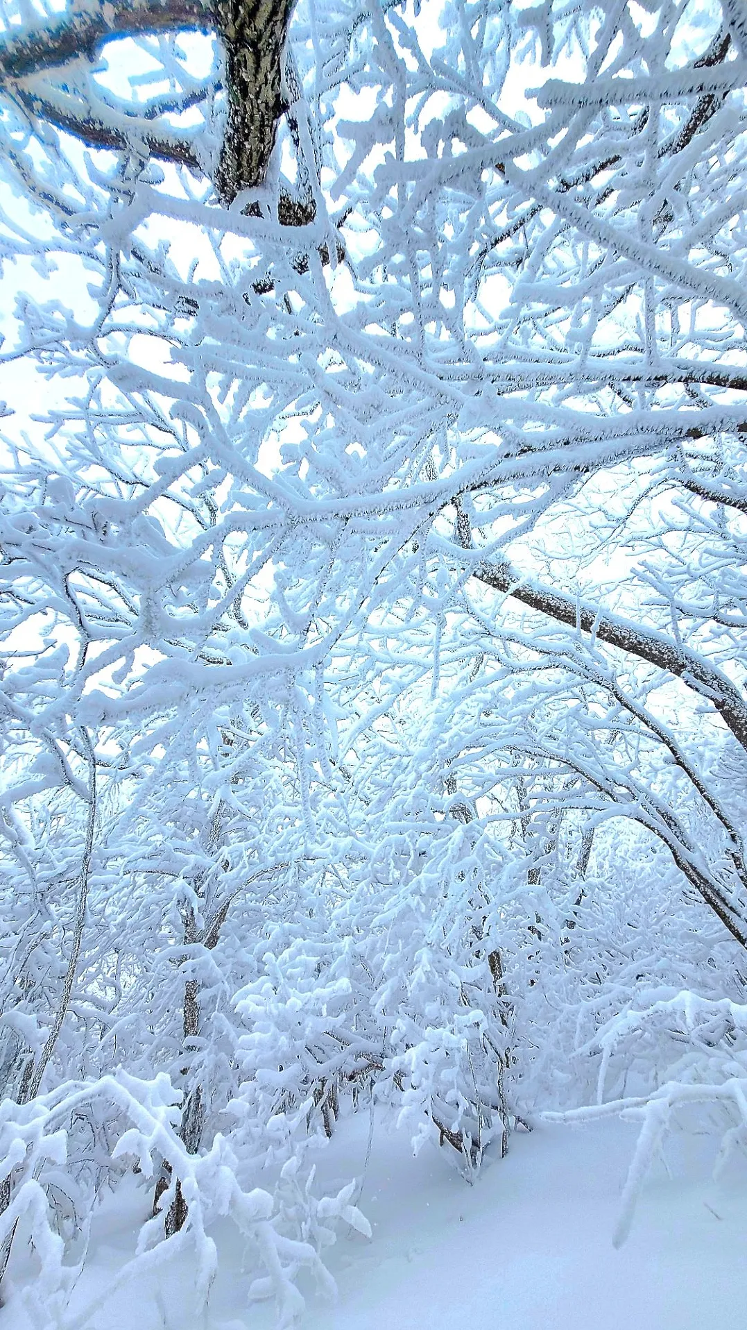 강원도 태백산 설경