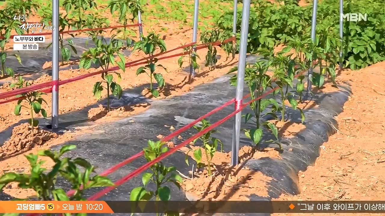 나는 자연인이다.E610.240620p-NEXT.mp4_20240620_194800.497.jpg