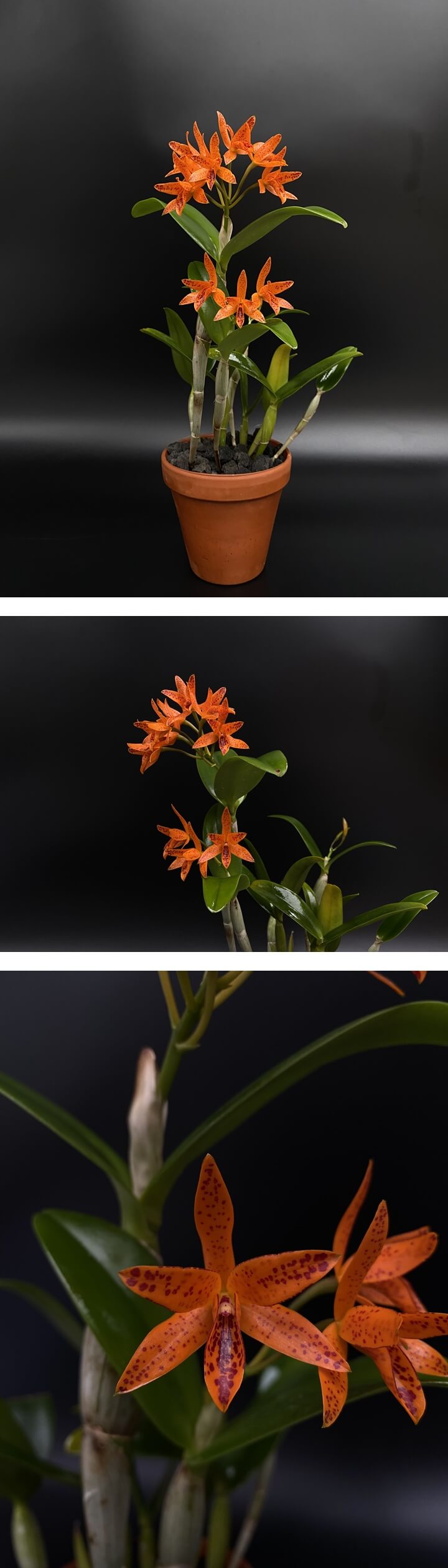 Cattleya aurantiaca &quot;Mishima Spot&quot; 꽃 사진