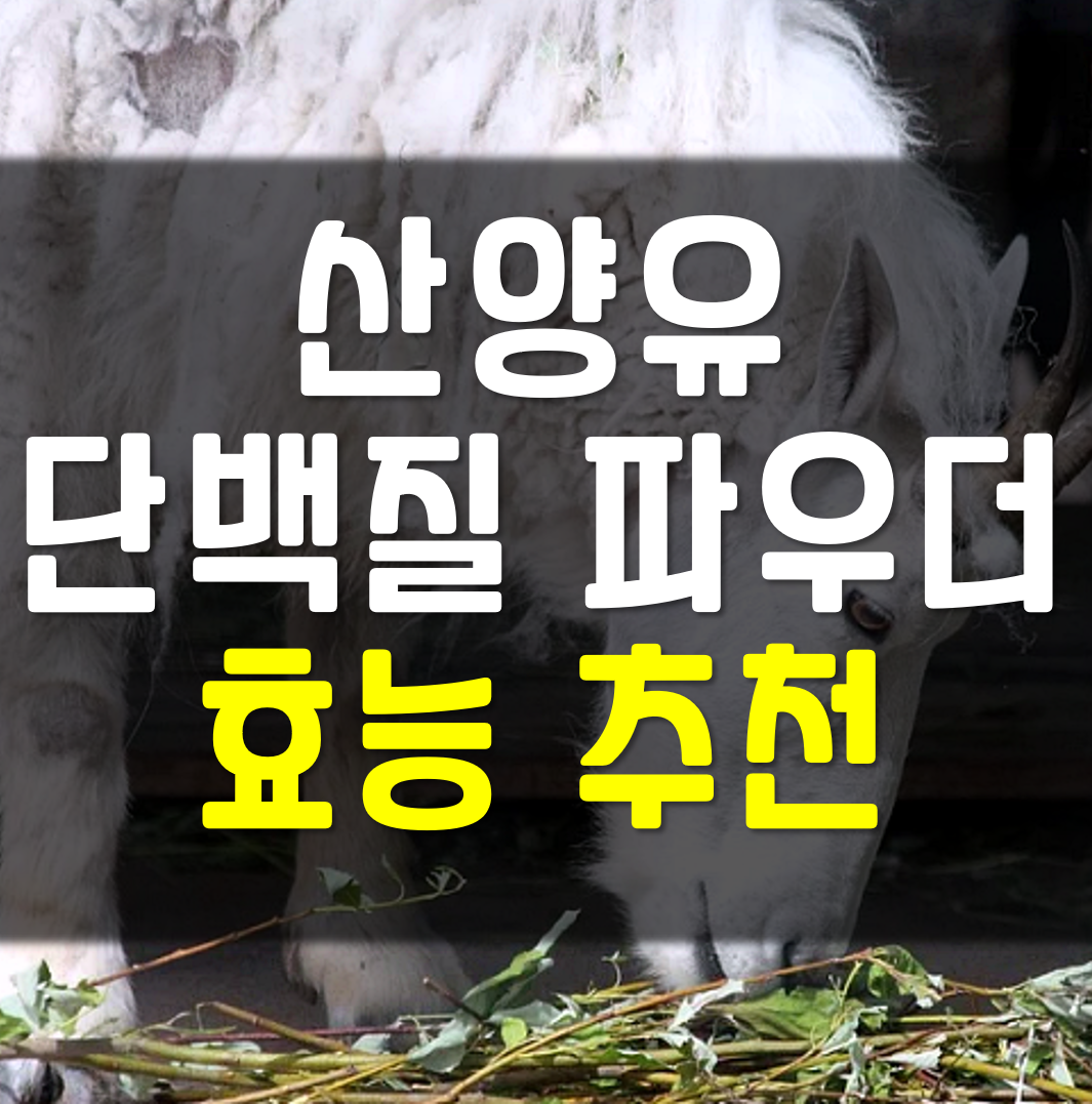 산양유 단백질 파우더 추천 효능
