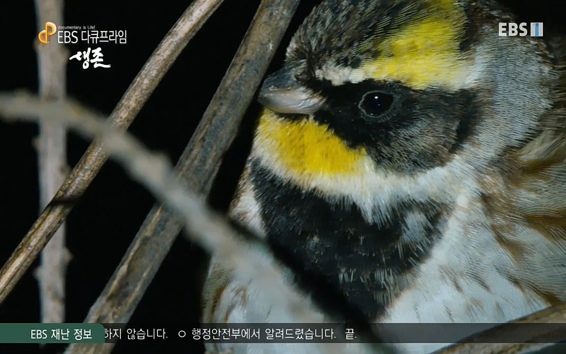 생존 3부_ EBS 다큐프라임_ 220629.avi_20220701_210544.383.jpg