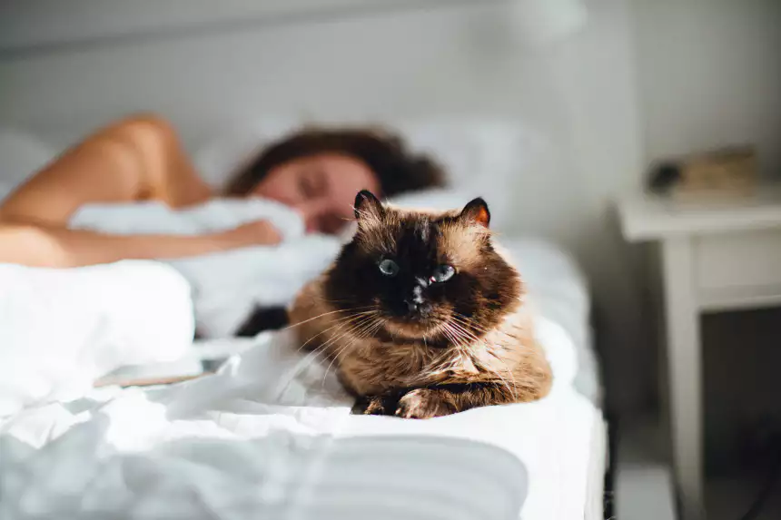  발정기 온 고양이 대처법