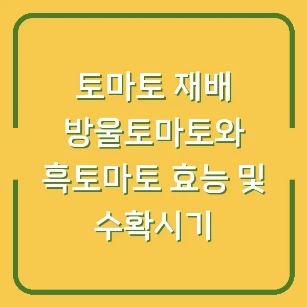 토마토 재배 방울토마토와 흑토마토 효능 및 수확시기