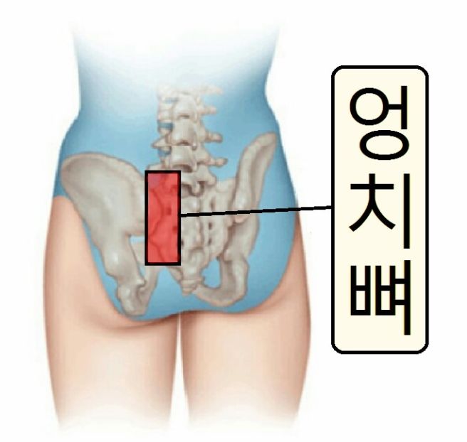 엉치뼈 위치