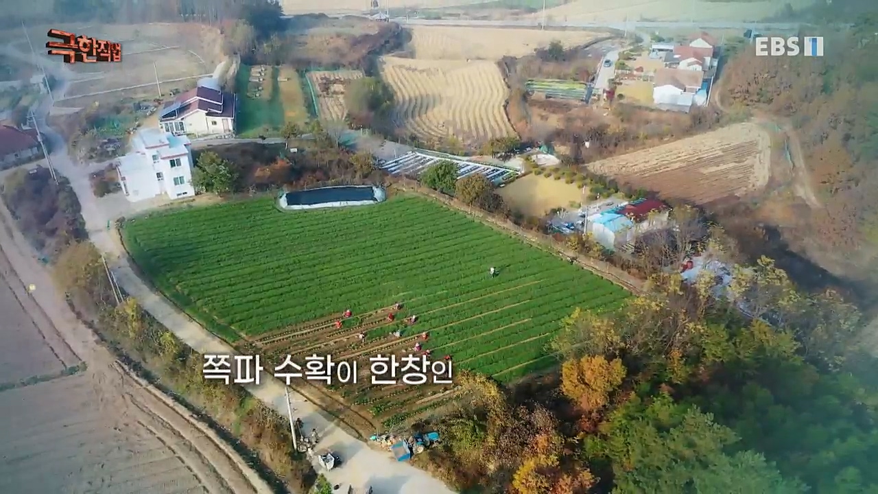 TV - 교육의 중심 EBS성공 스토리! 쪽파 재배와 과일 도매.mp4_20221209_203550.663.jpg