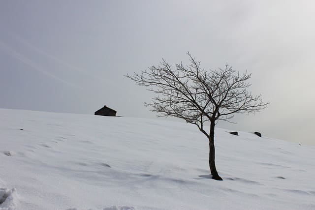 태백산 눈꽃열차