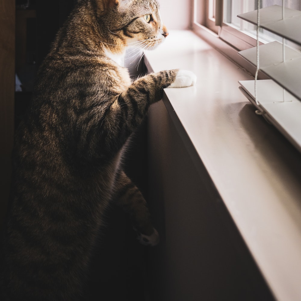고양이 꿈해몽 태몽 34가지