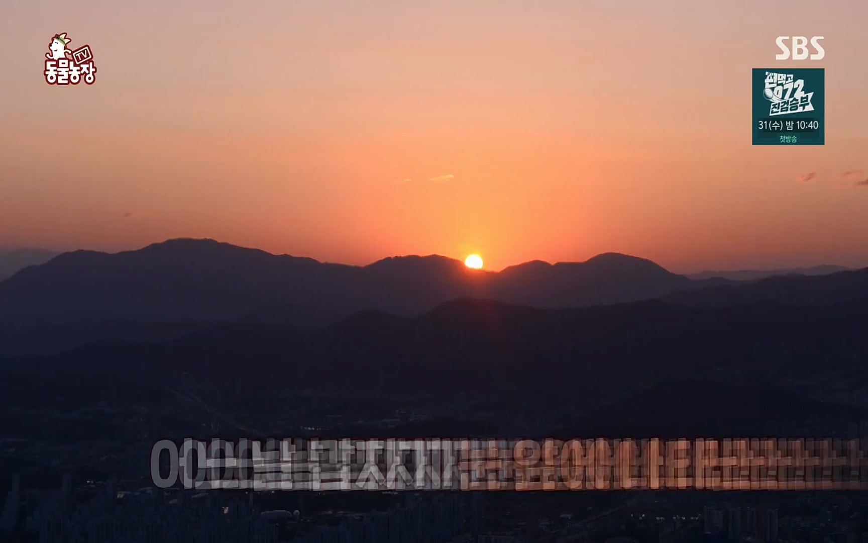 TV 동물농장.E1084.220828p.H264-F1RST.mp4_20220828_154045.994.jpg