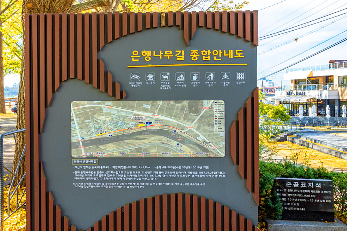 아산 은행나무길