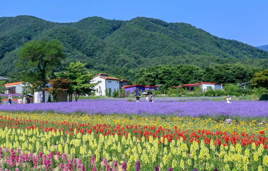 고성 하늬라벤더팜 라벤더