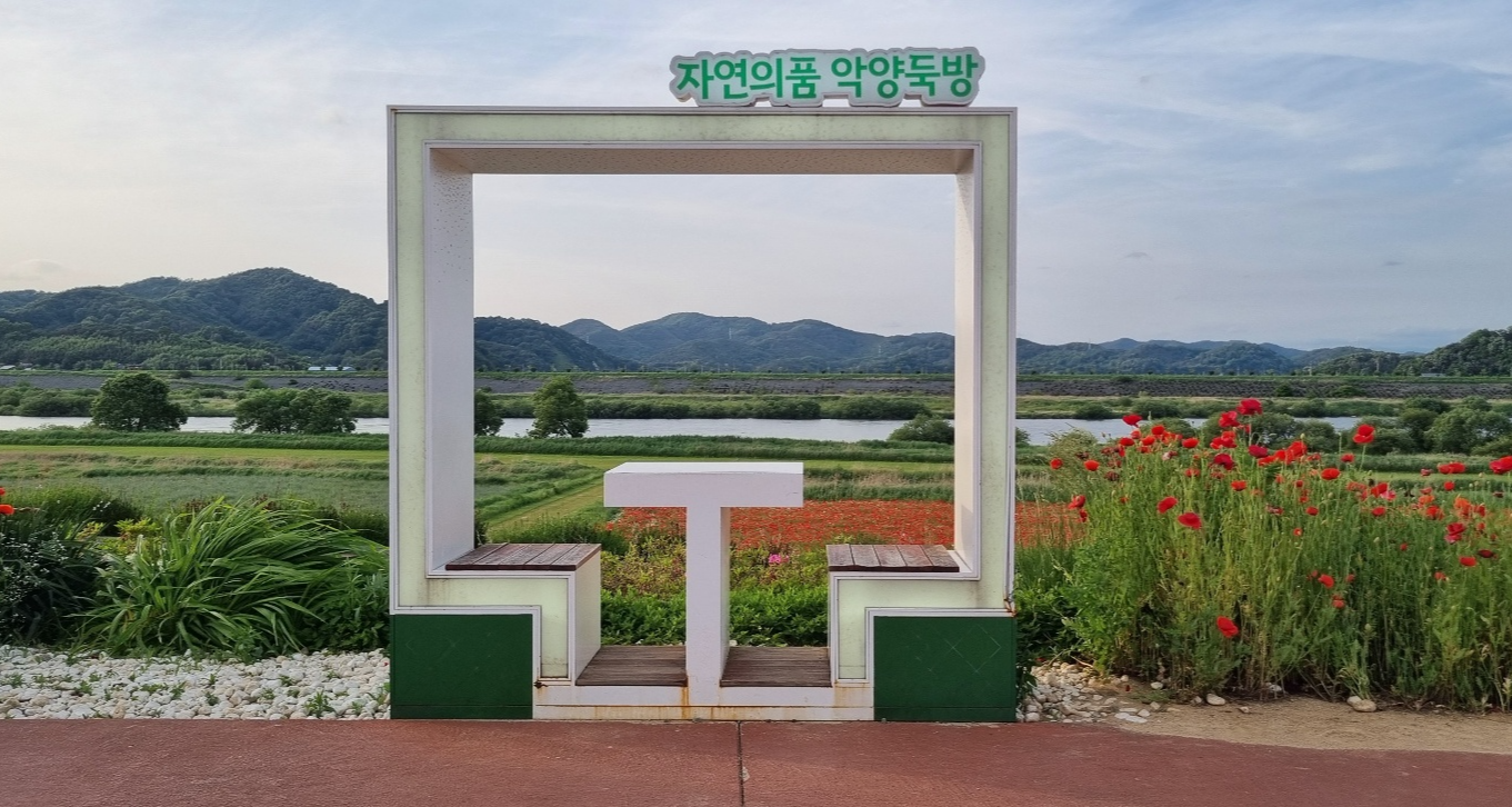 악양뚝방길 꽃양귀비5