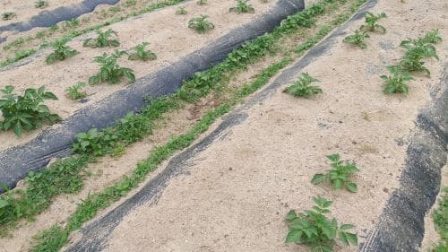 감자재배-물주기-잡초제거작업-감자-생장모습
