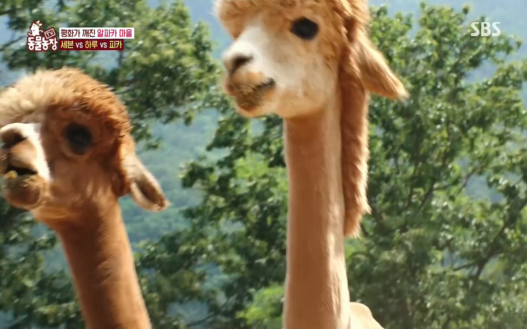 TV 동물농장.E1078.220717p.H264-F1RST.mp4_20220717_151150.871.jpg